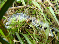 Rhinella