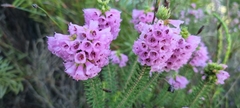 Erica abietina constantiana