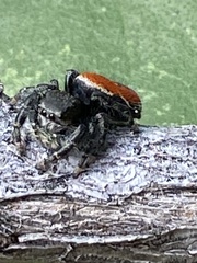 Phidippus carneus