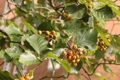 Karpatiosorbus latifolia
