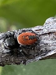 Phidippus carneus