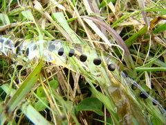 Rhinella