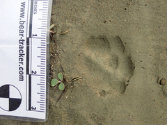 Urocyon cinereoargenteus