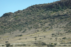 Aloidendron dichotomum