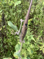 Asclepias viridiflora