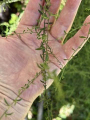 Lepidium graminifolium