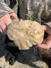 Calvatia craniiformis
