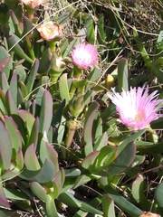 Carpobrotus mellei