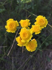 Tanacetum achilleifolium