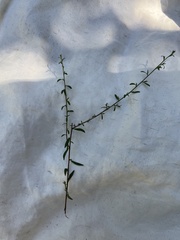 Lepidium graminifolium