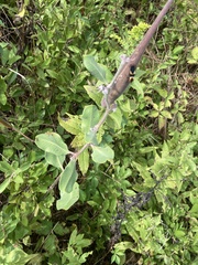 Asclepias viridiflora