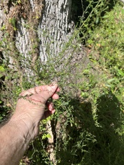 Lepidium graminifolium