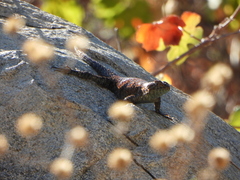 Sceloporus orcutti