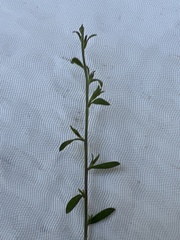 Lepidium graminifolium