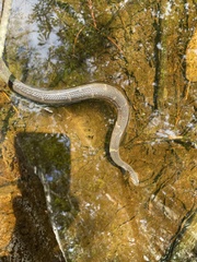 Nerodia fasciata confluens