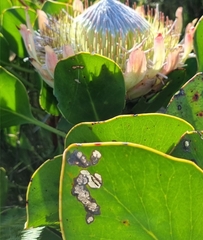 Protea cynaroides