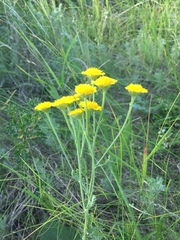 Tanacetum achilleifolium