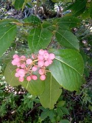 Viburnum cassinoides image