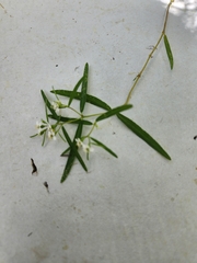 Euphorbia florida
