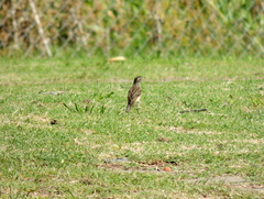 Hymenops perspicillatus