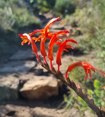 Chasmanthe aethiopica