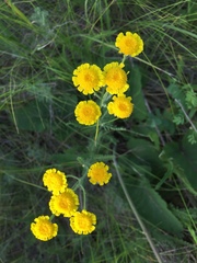 Tanacetum achilleifolium
