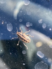 Eudiagogus rosenschoeldi