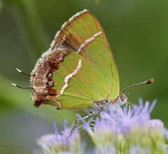 Chlorostrymon simaethis