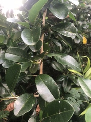 Maclura africana