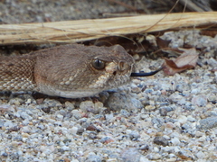 Crotalus ruber