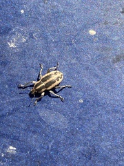 Eudiagogus rosenschoeldi