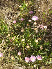 Carpobrotus mellei