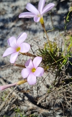 Oxalis polyphylla
