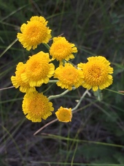 Tanacetum achilleifolium