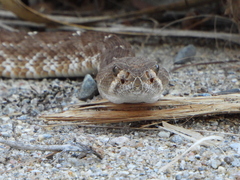 Crotalus ruber