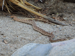 Crotalus ruber