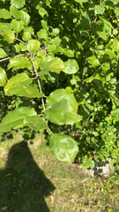 Rhamnus cathartica