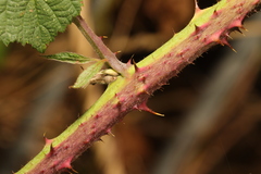 Rubus tuberculatus