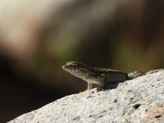 Uta stansburiana elegans