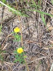 Stylosanthes biflora