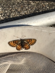 Melitaea parthenoides
