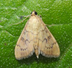 Psara dryalis