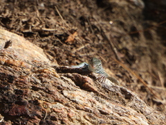 Aspidoscelis tigris
