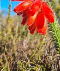 Erica cerinthoides cerinthoides