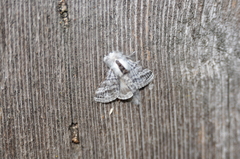 Tolype distincta