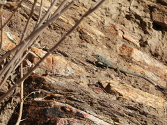 Aspidoscelis tigris