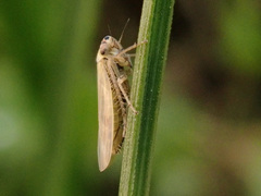 Macrosteles