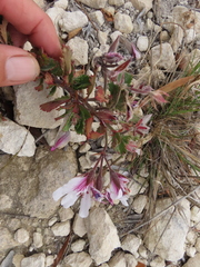 Pelargonium betulinum