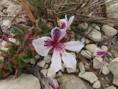 Pelargonium betulinum