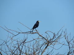 Hymenops perspicillatus